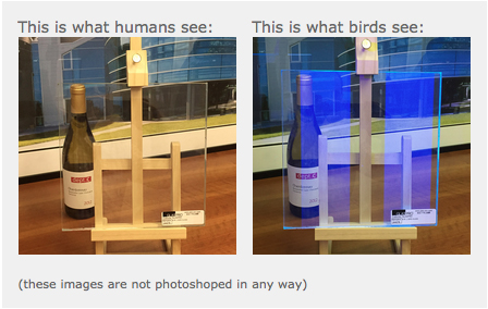 glasspro bird safe glass surface products glasspro bird safe glass surface products