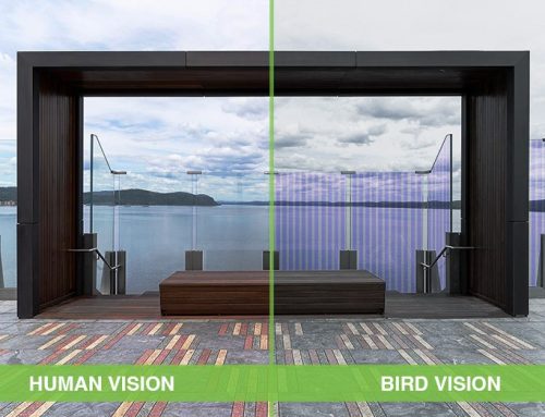 Protect Birds with Bird-Friendly Glass Solutions